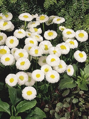 BELLIS perennis Speedstar Plus White